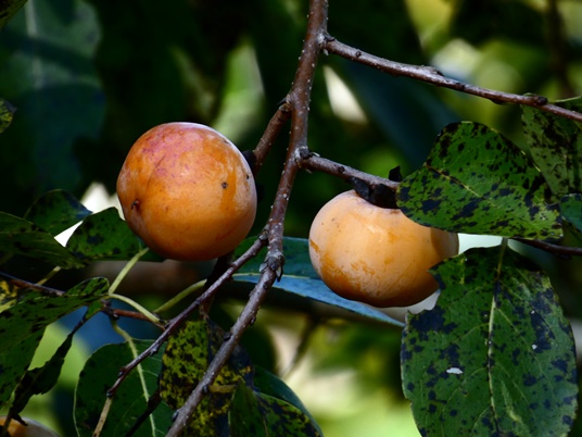 {Diospyros virginiana}